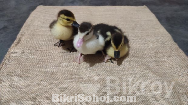 চিনা হাসের বাচ্চা